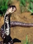 pic for Indian Cobra